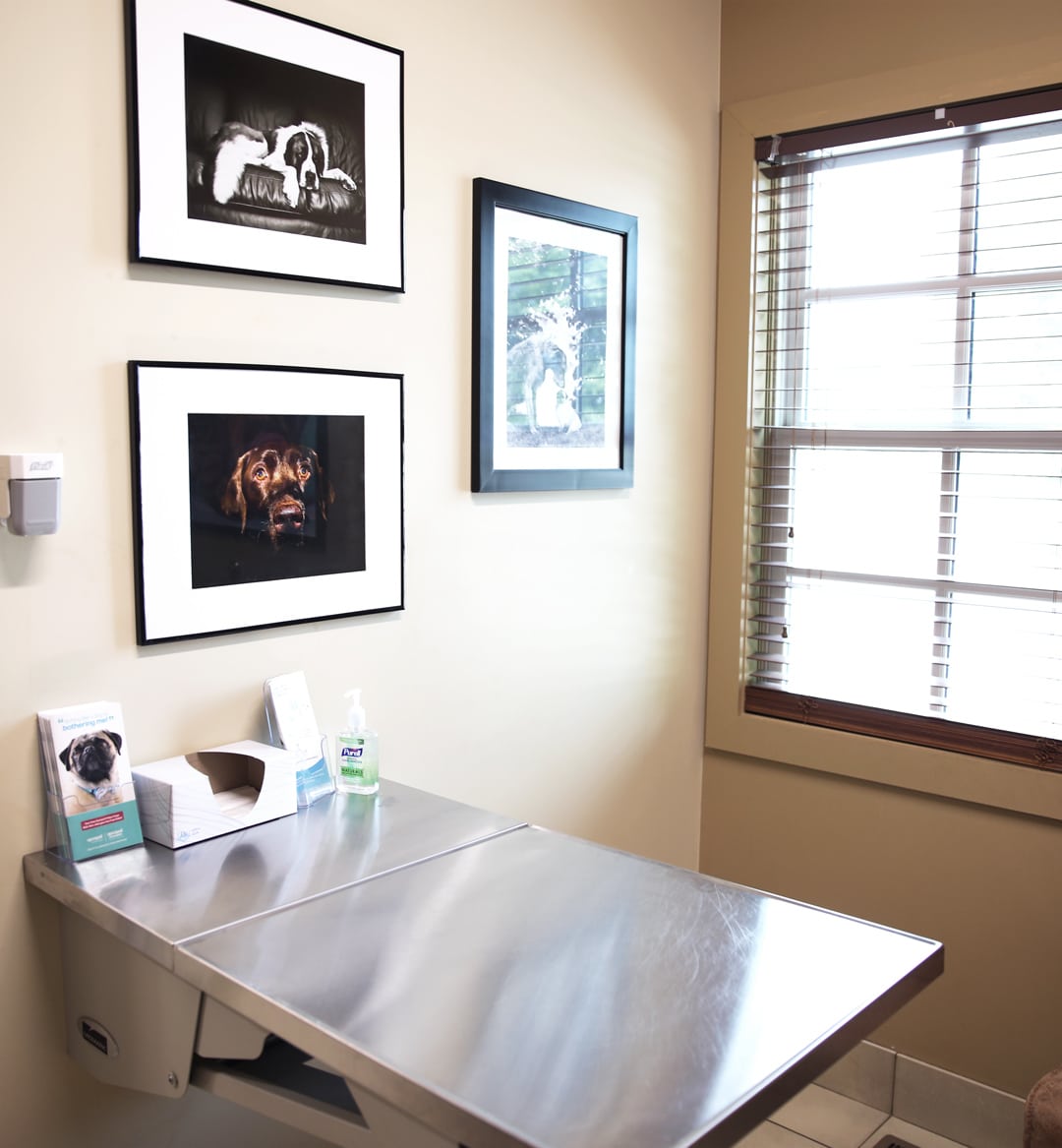 interior of walker canine care exam room