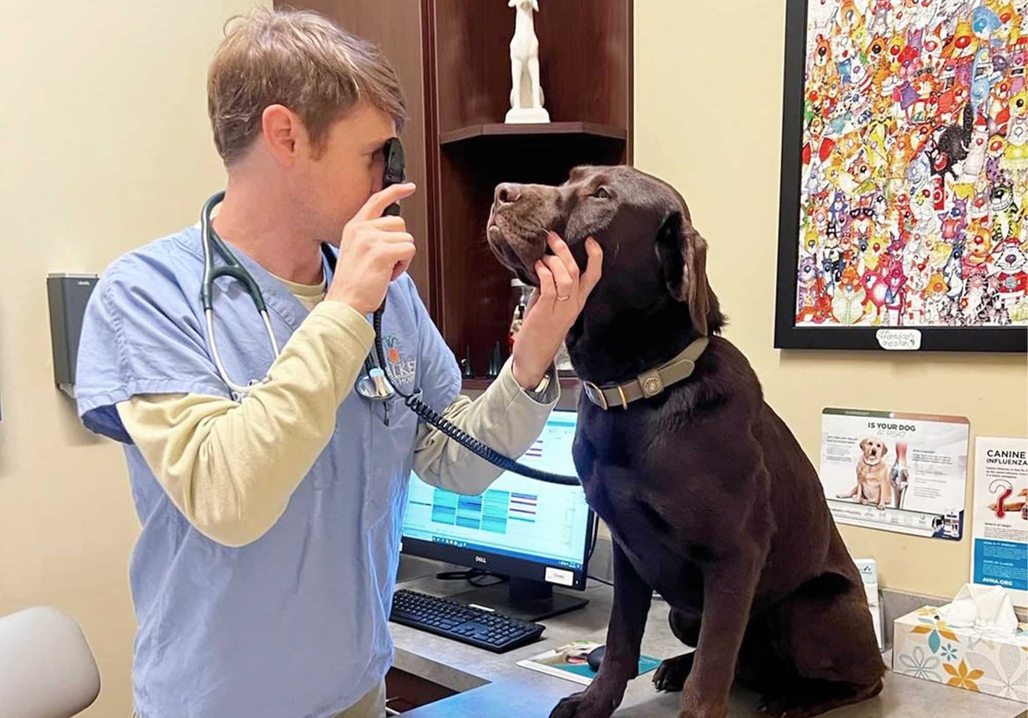 dr jackson walker looking at a brown dog during a vet wellness check