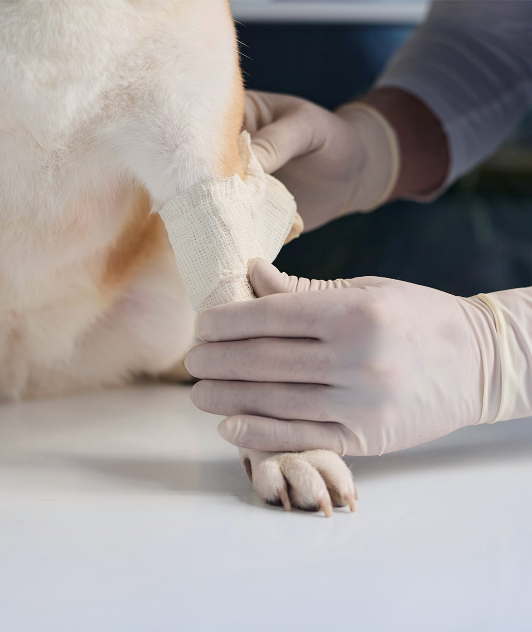 leg of a dog and veternarian from walker canine care