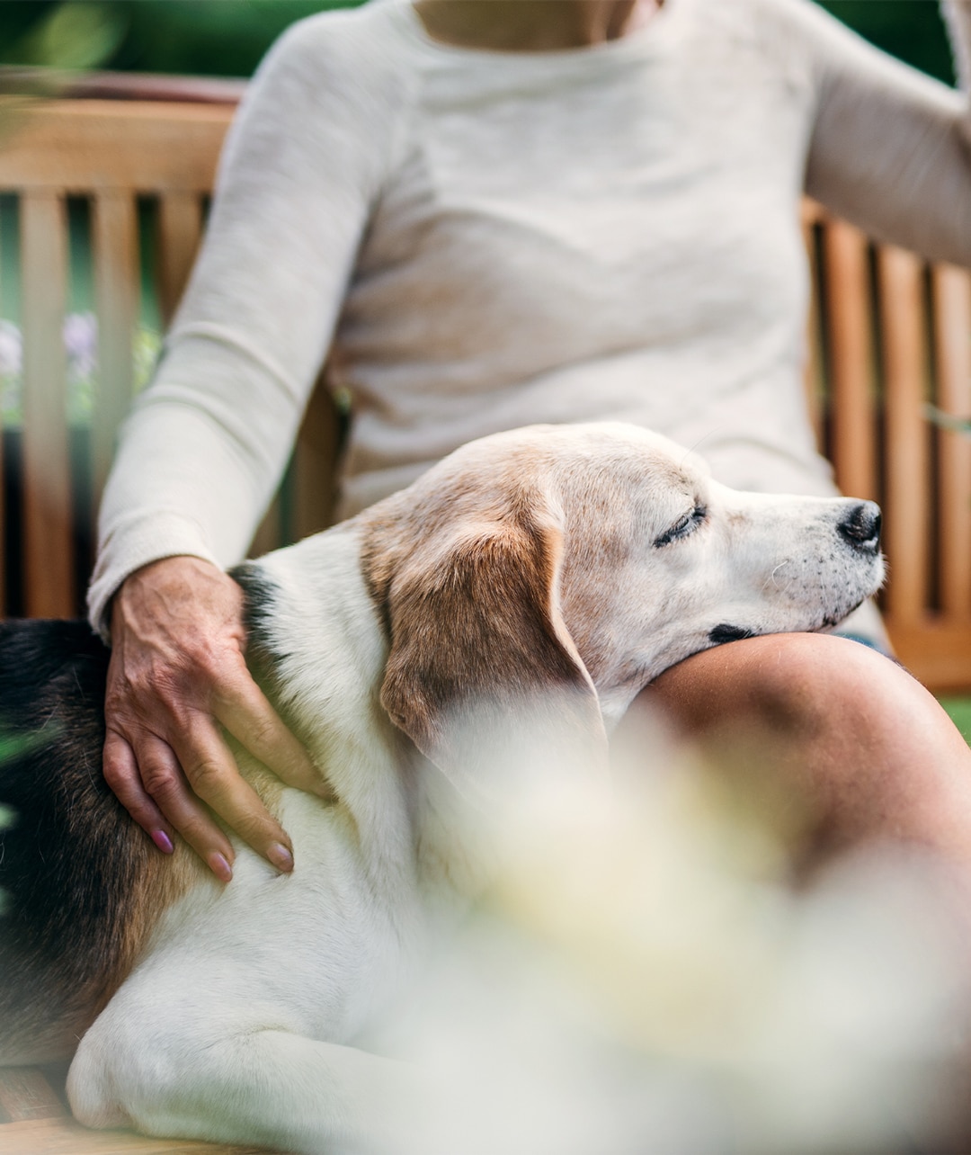 dog on a womans lap in anderson sc