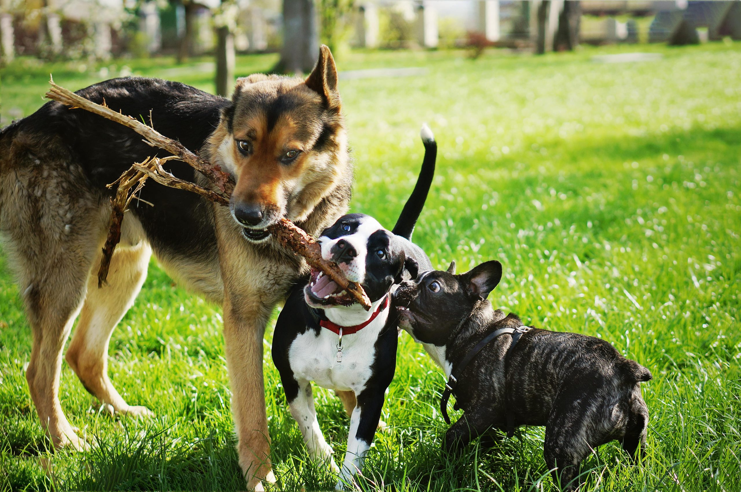 Dogs playing after vet appointment at Walker Canine Care