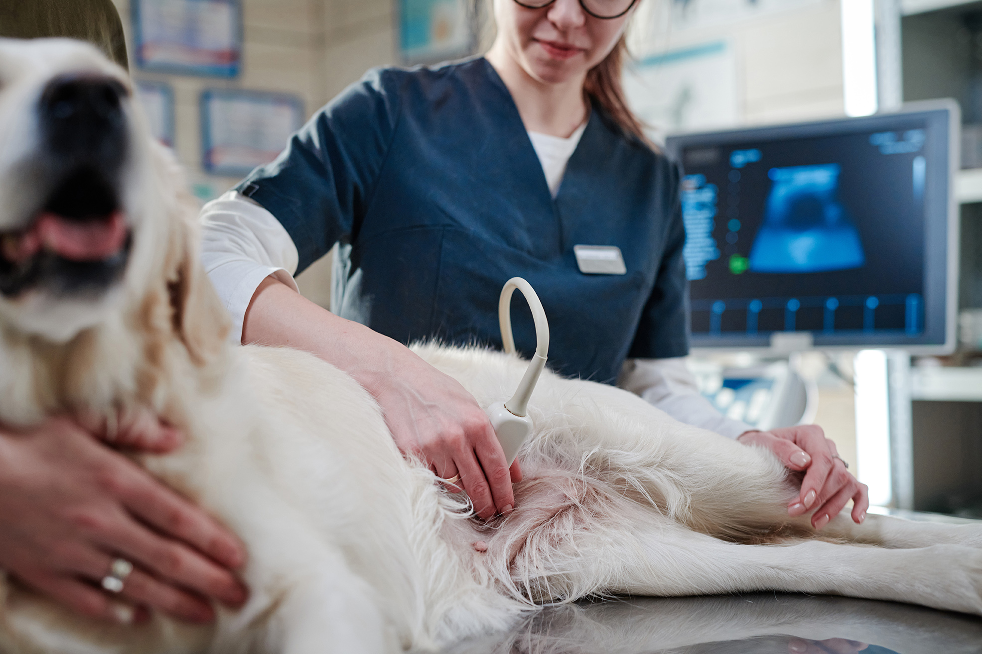 veterinarian in uniform doing ultrasound to the dog while its lying on the table