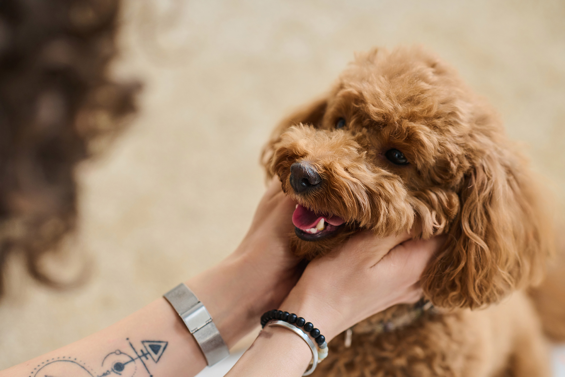 dr walker petting dog at walker canine care