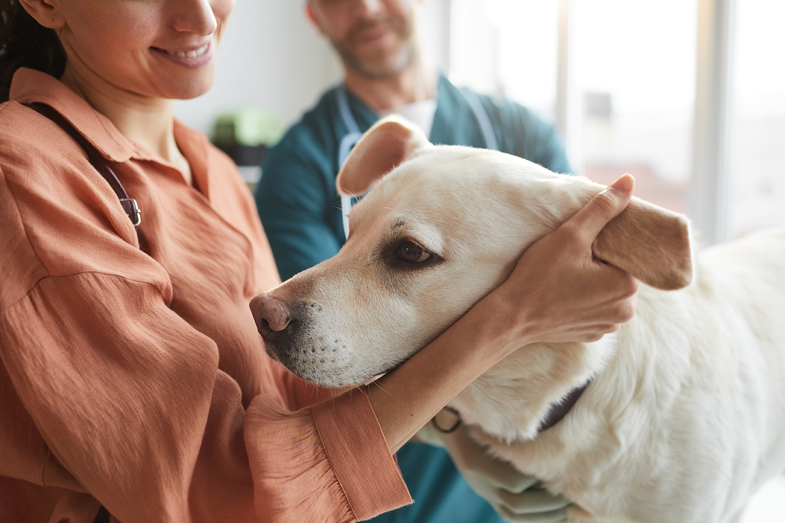 dog in exam room during general surgery consultation at walker canine care