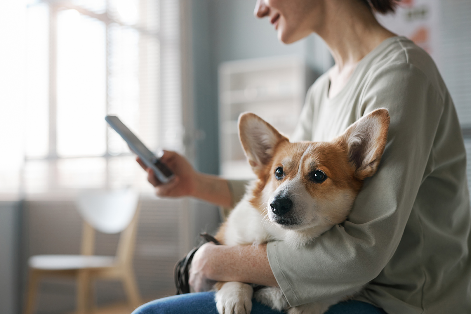 corgi on a pet owners lap while scheduling vet surgery at walker canince care