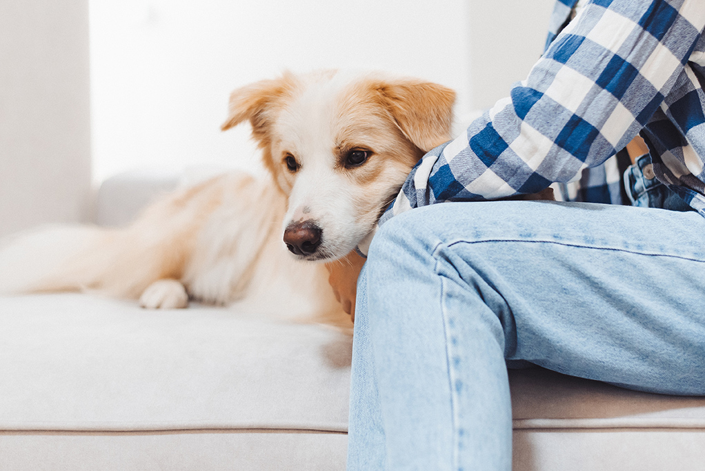 dog on a couch with pet owner in anderson sc