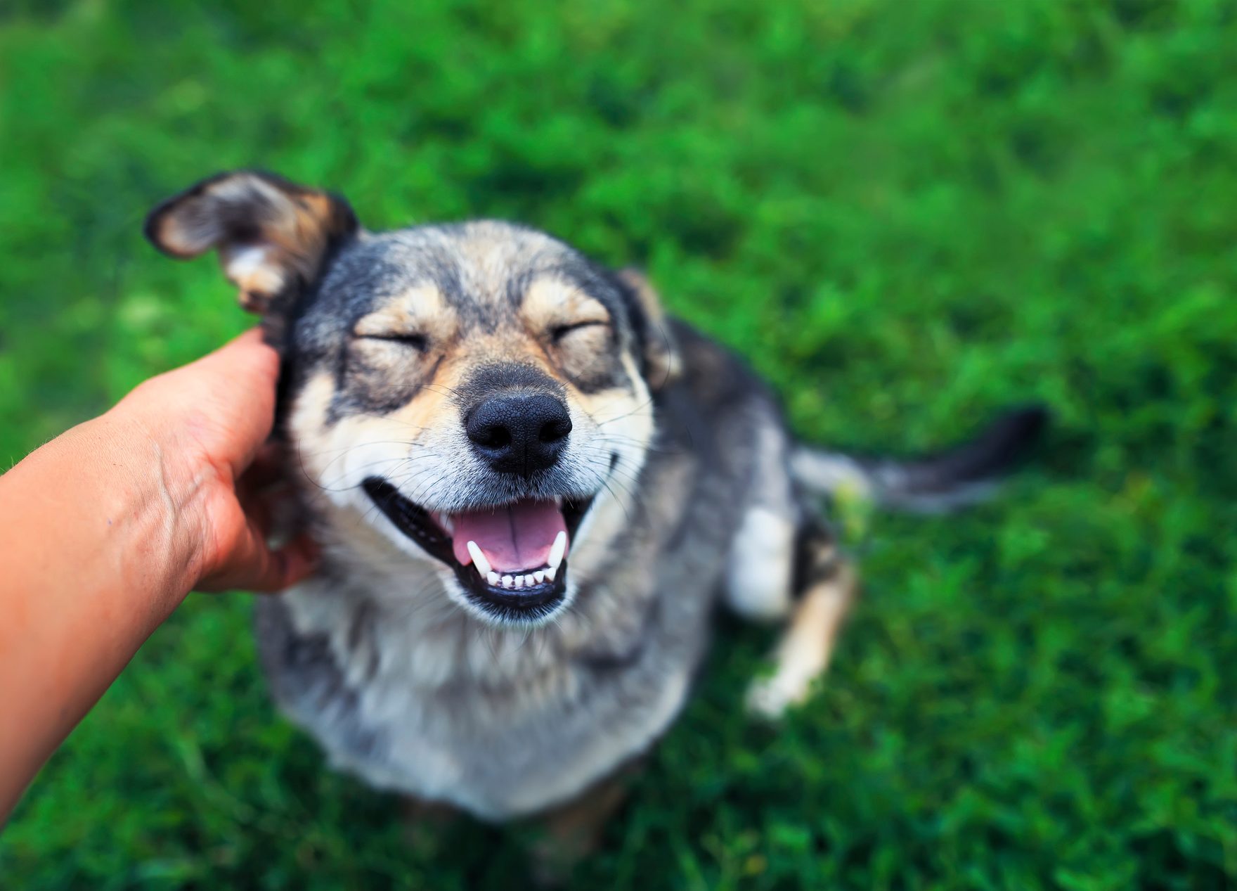 WalkerCanineCareSeniorDog2 happy senior dog after pet wellness appointment from Walker Canine Care in Anderson, SC