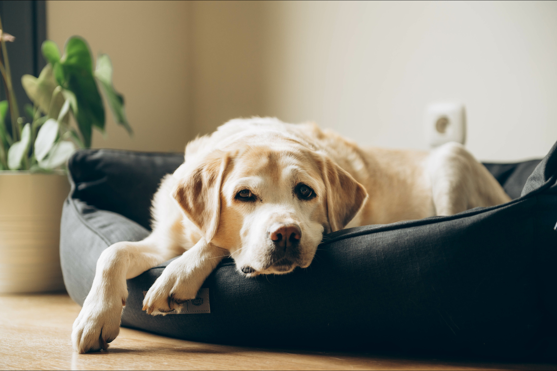 EndOfLifeCare1 (1) canine end of life care services at Walker Canine Care in Anderson SC