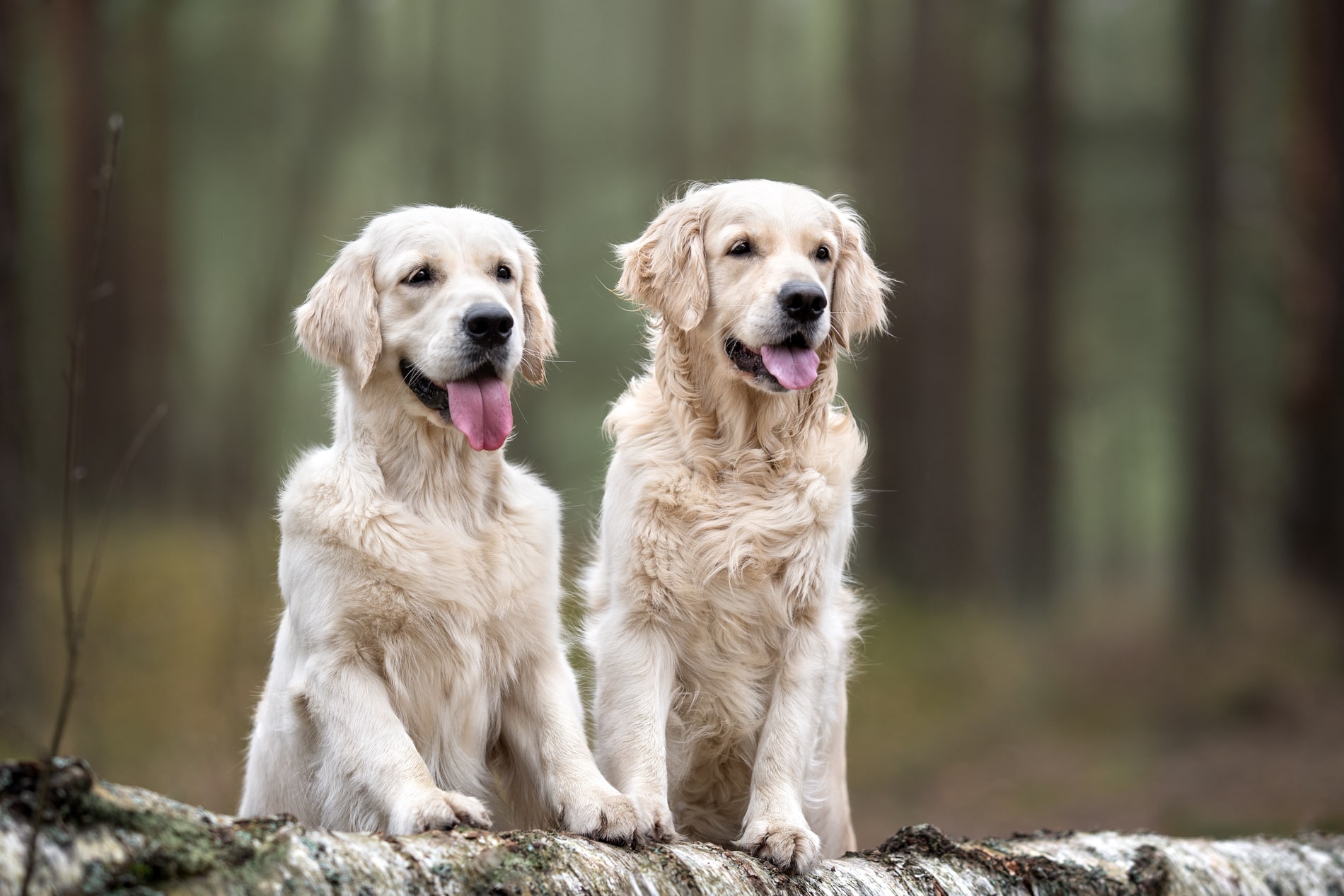 Annual Exams for Dogs in Anderson SC from Walker Canine Care