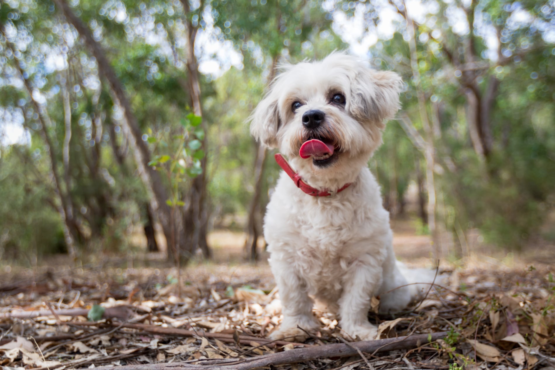 Professional Wellness Exams for Dogs in Anderson SC from Walker Canine Care