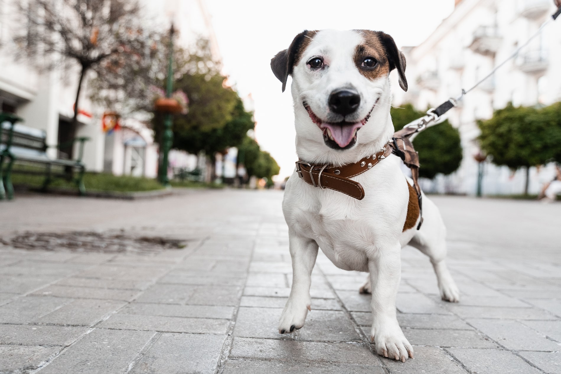Annual Wellness Exams for Dogs in Anderson SC from Walker Canine Care