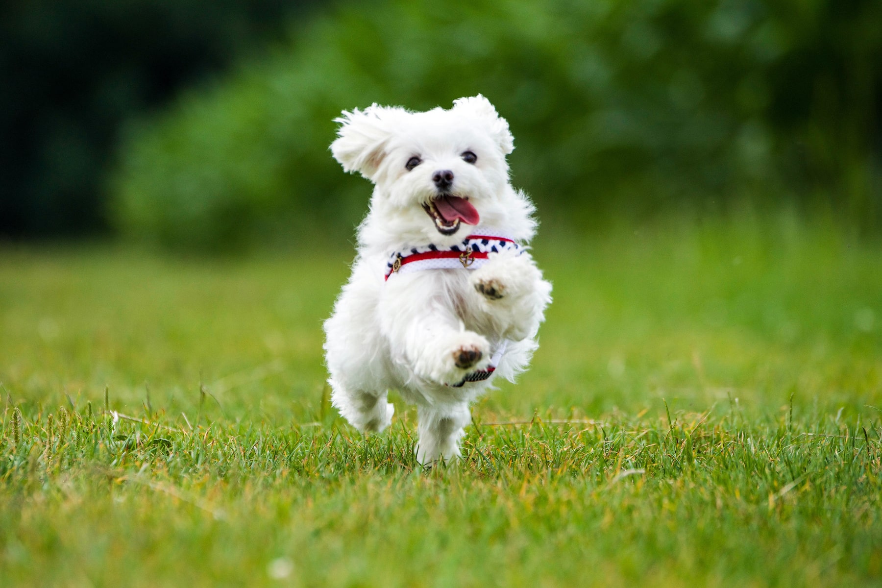 dog chipping in Anderson SC from Walker Canine Care