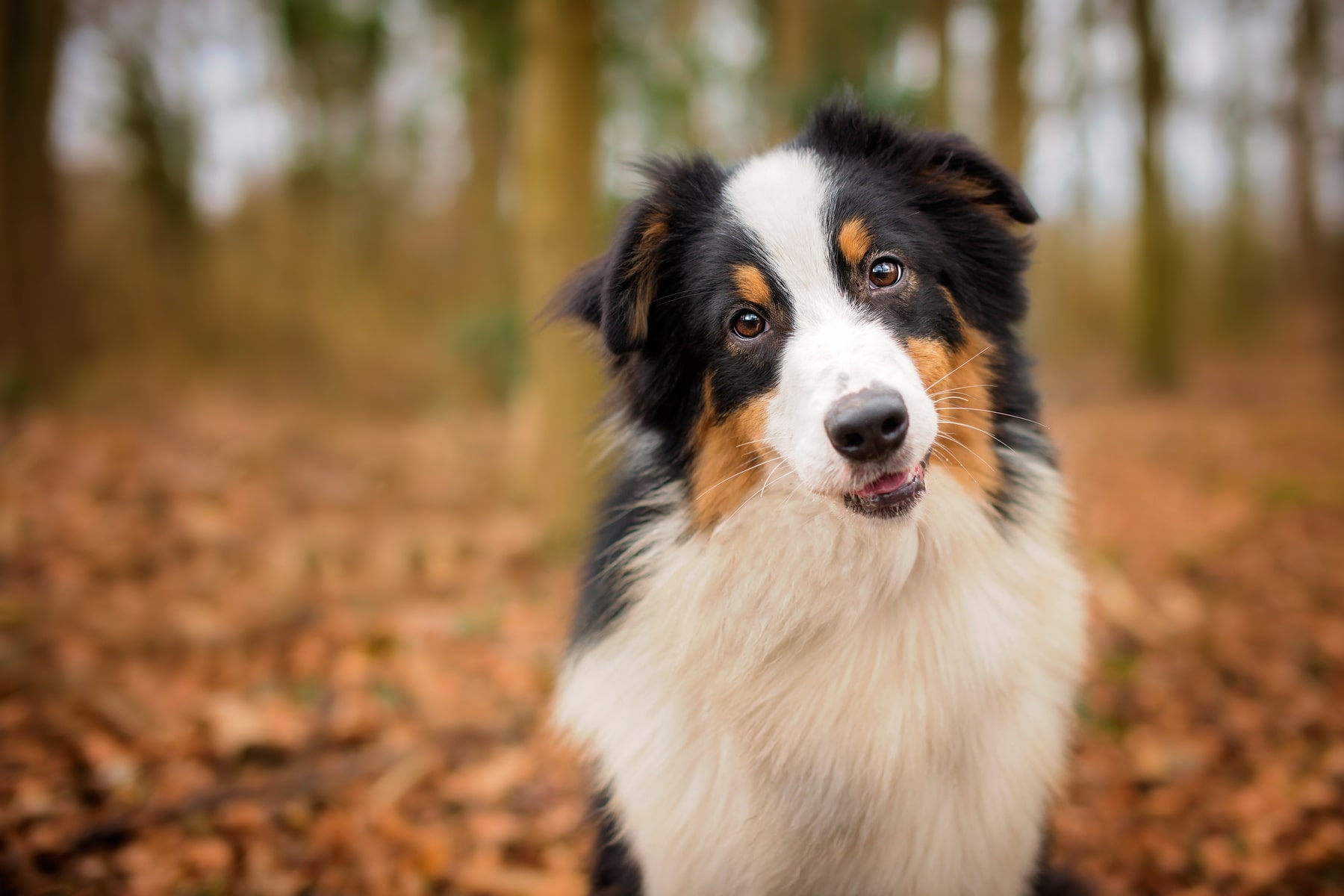 dog vaccines in Anderson SC from Walker Canine Care