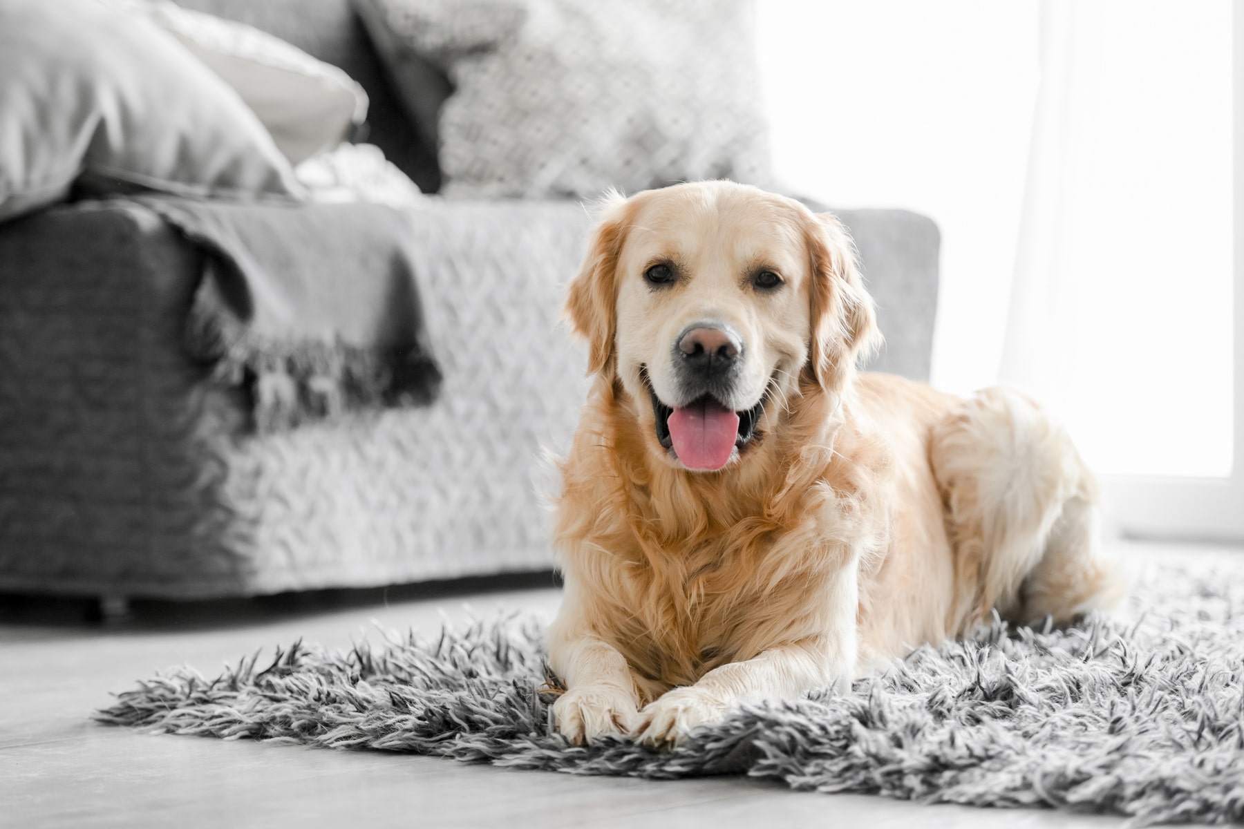 dog immunizations in Anderson SC from Walker Canine Care