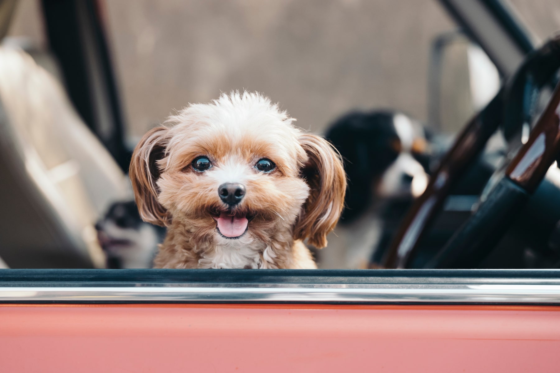 canine immunizations in Anderson SC from Walker Canine Care