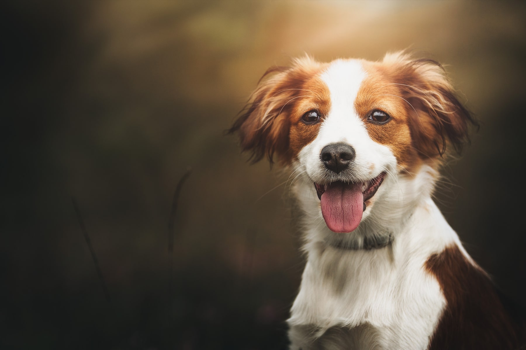 canine vaccinations in Anderson SC from Walker Canine Care