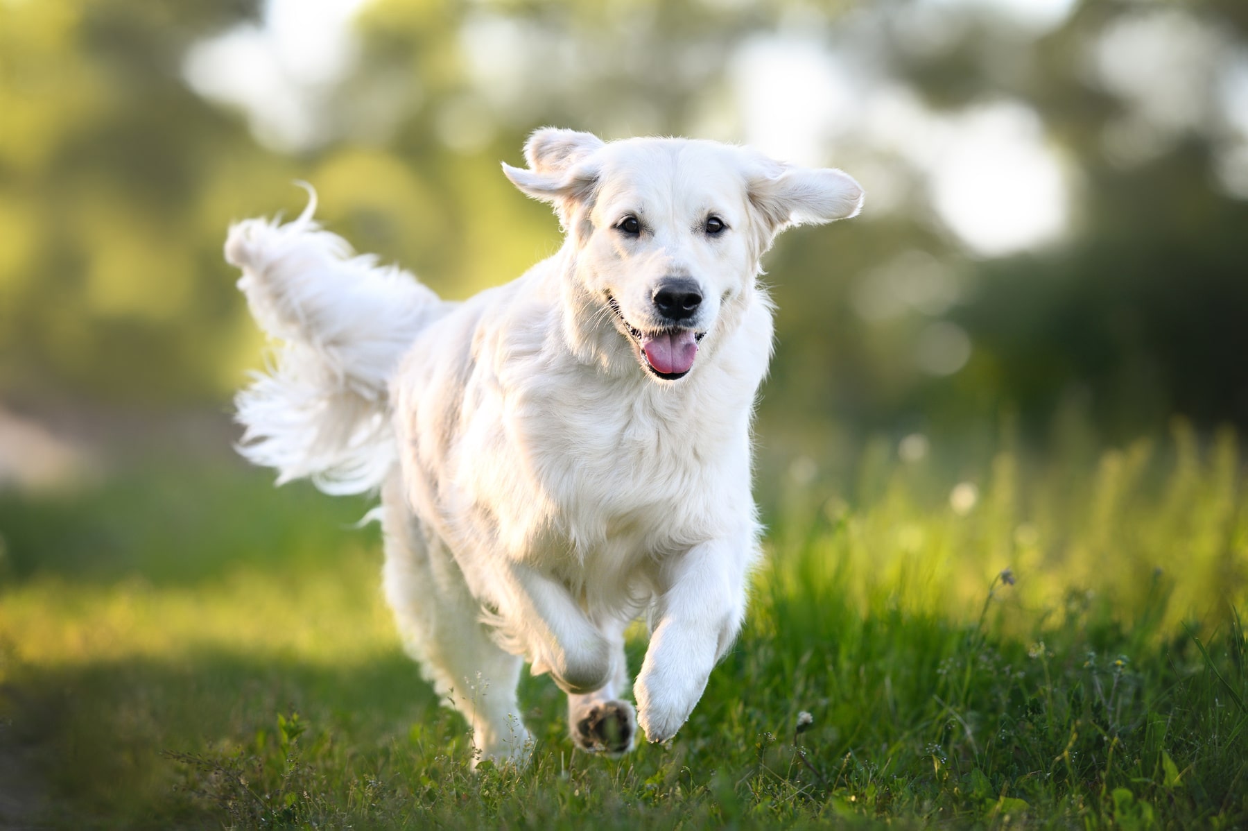 canine advanced diagnostics in Anderson SC from Walker Canine Care