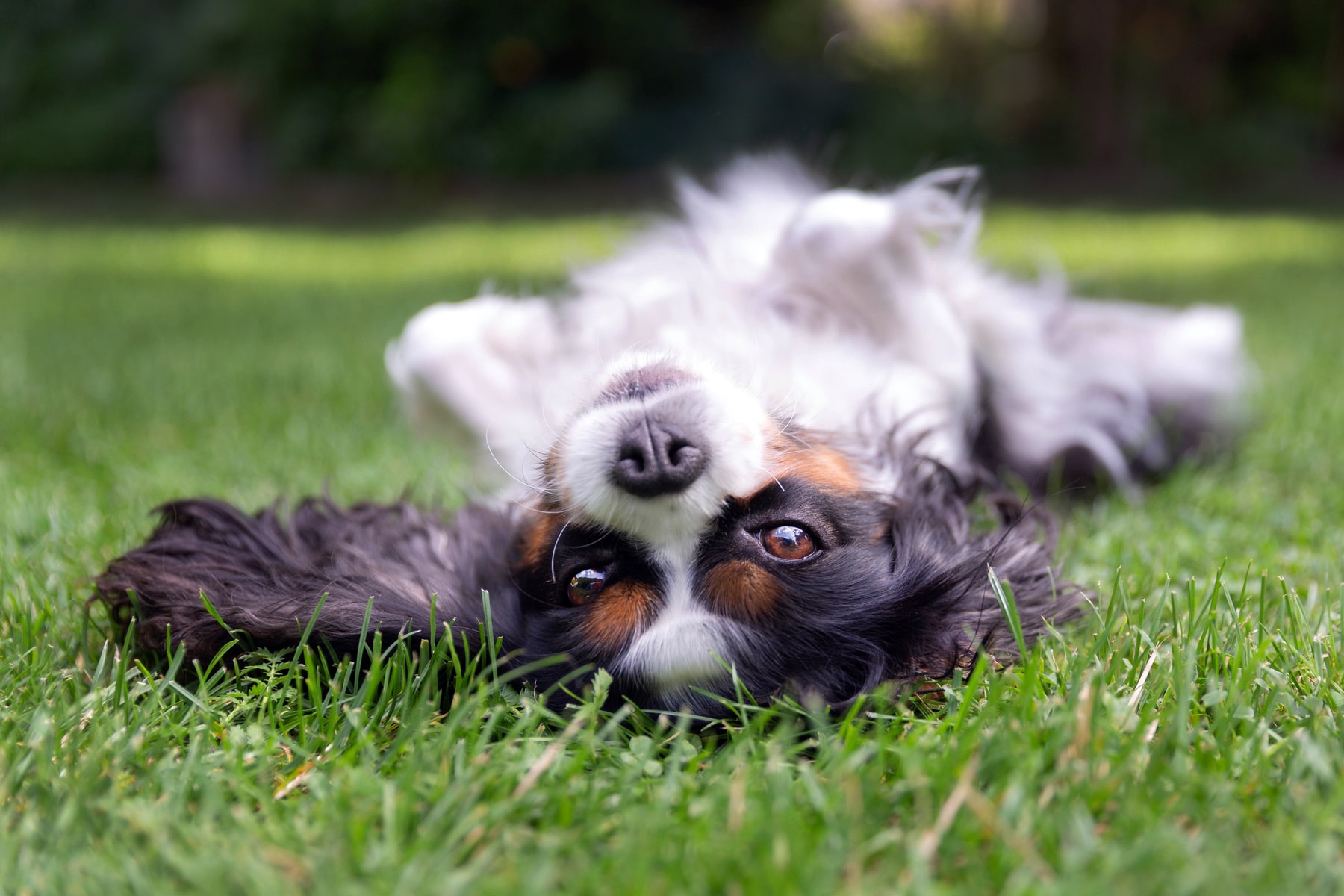 advanced diagnostics for dogs in Anderson SC from Walker Canine Care
