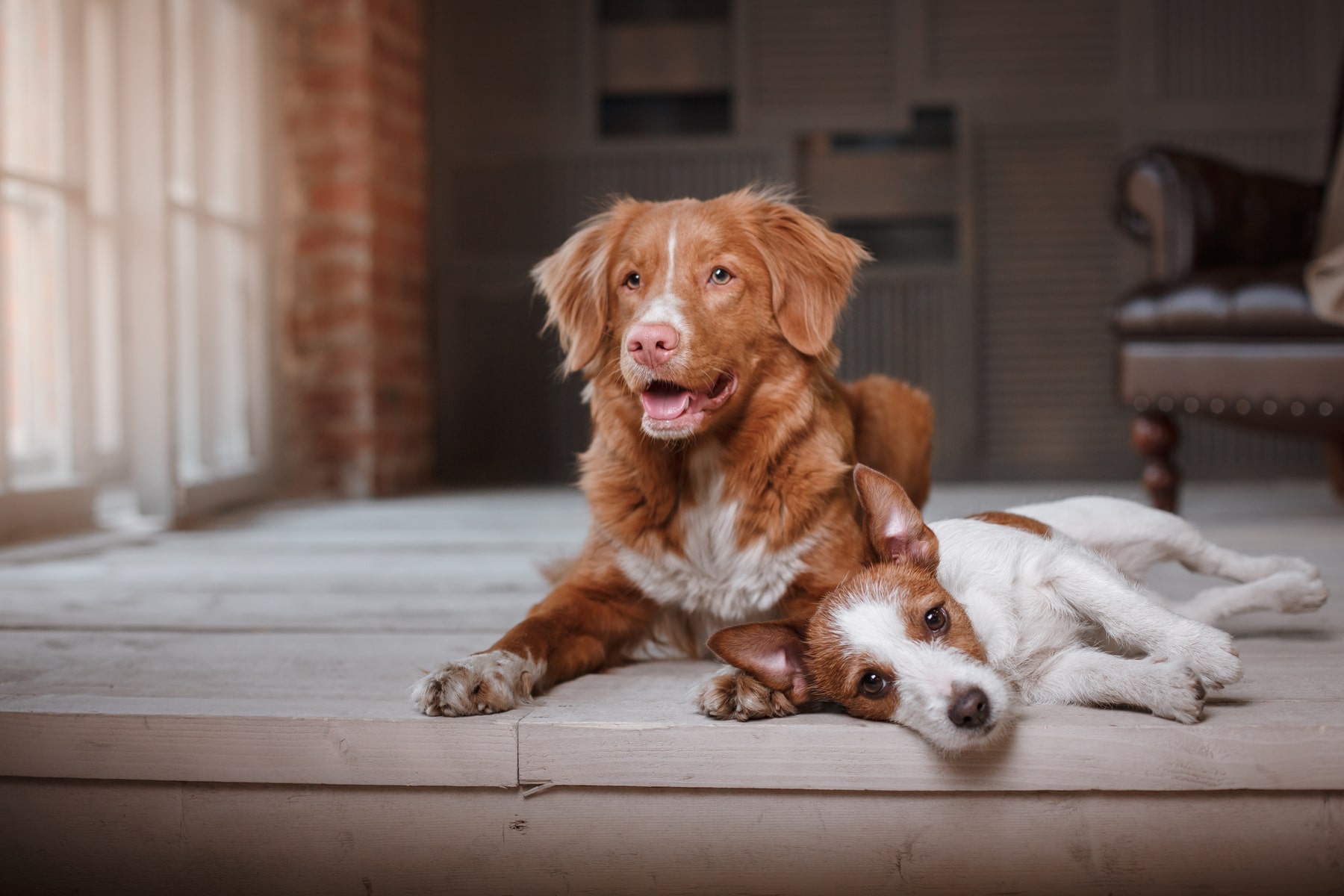 canine veterinary diagnostics for dogs in Anderson SC from Walker Canine Care
