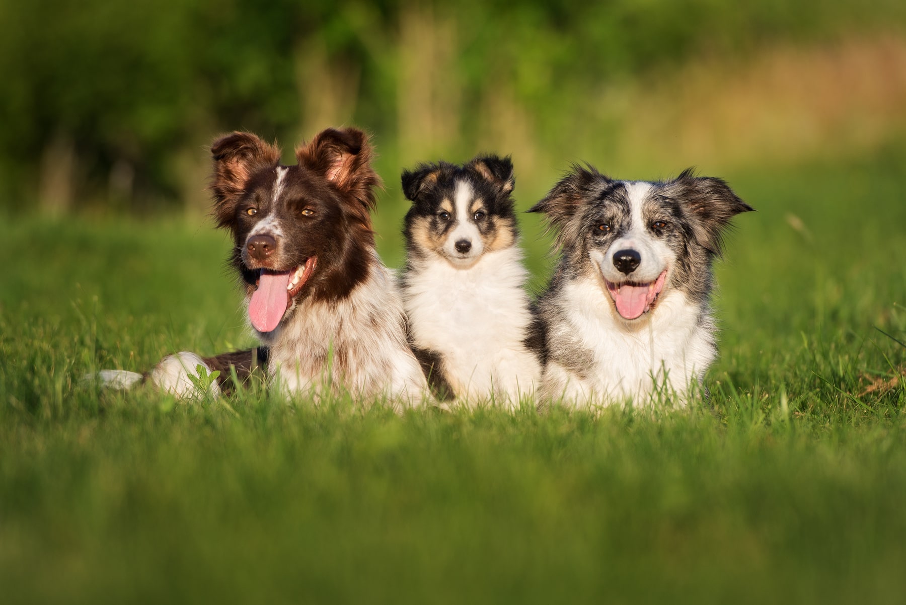 ParasitePrevention1_AdobeStock_114619419_1800x1202-min parasite prevention for dogs in Anderson SC from Walker Canine Care