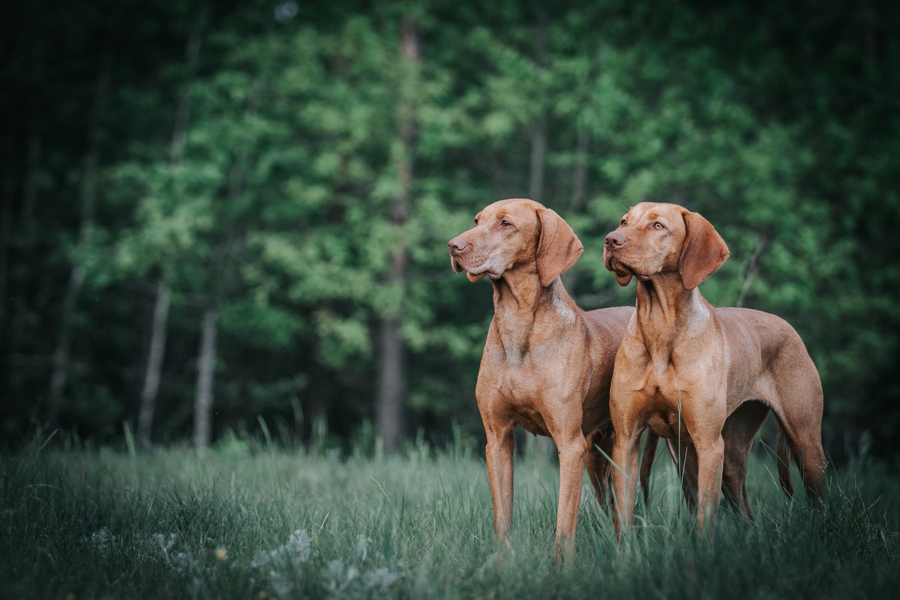 ParasitePrevention3_AdobeStock_359469316_1800x1200-min parasite screenings for dogs in Anderson SC from Walker Canine Care