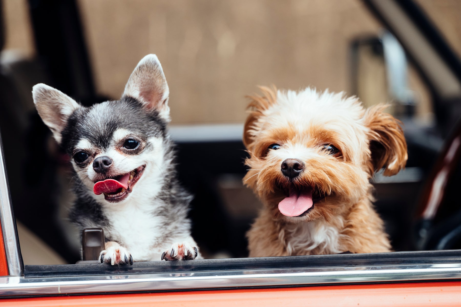 ParasitePrevention4_AdobeStock_217809561_1800x1200-min canine parasite screenings in Anderson SC from Walker Canine Care