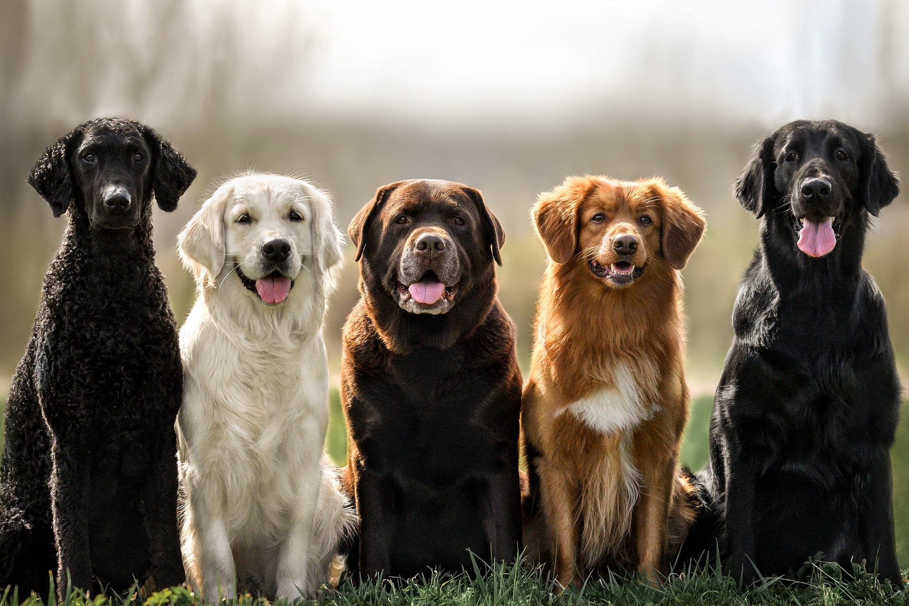 canine digital radiography in Anderson SC from Walker Canine Care