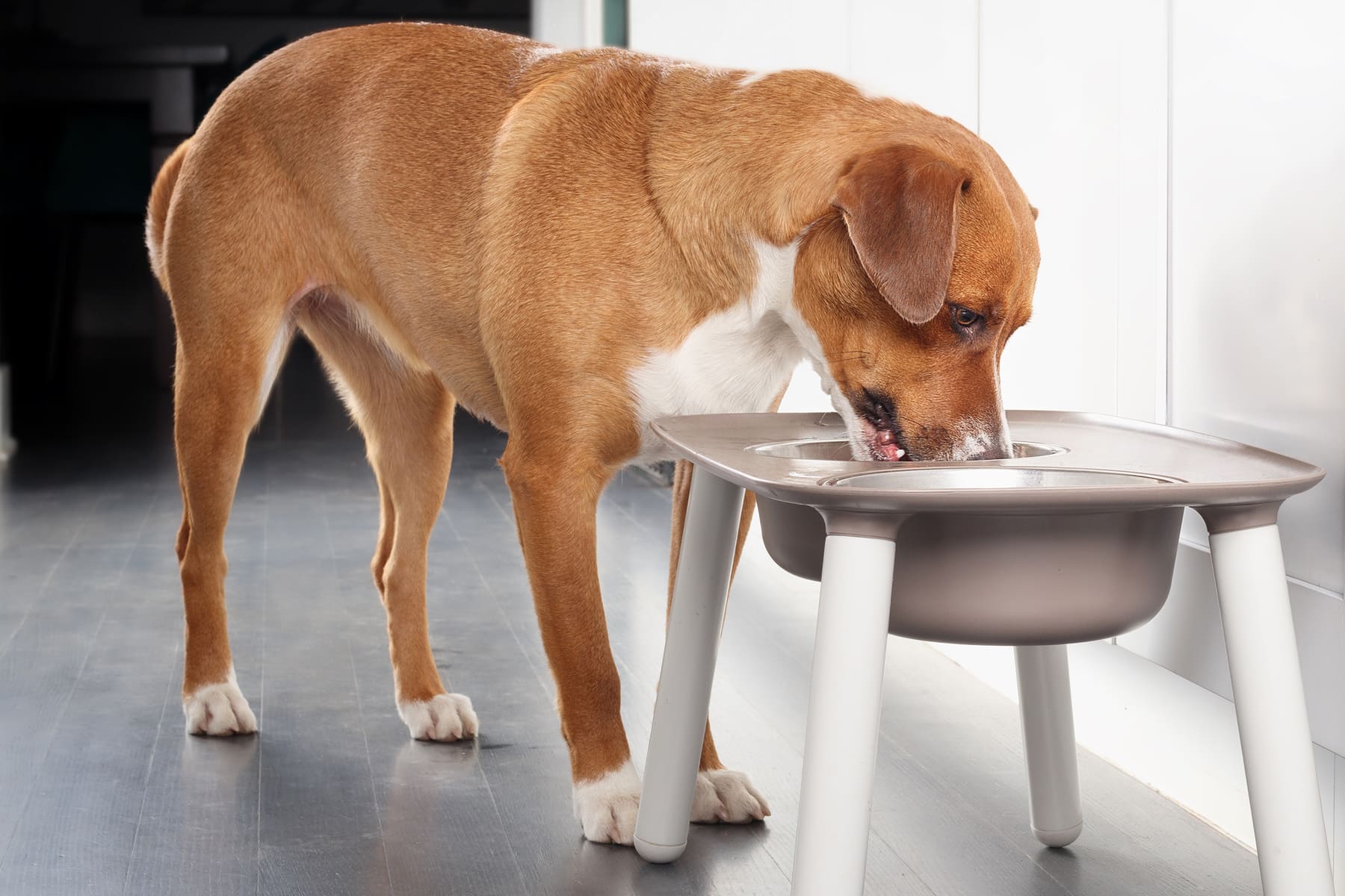 dog nutritional guidance in Anderson SC from Walker Canine Care