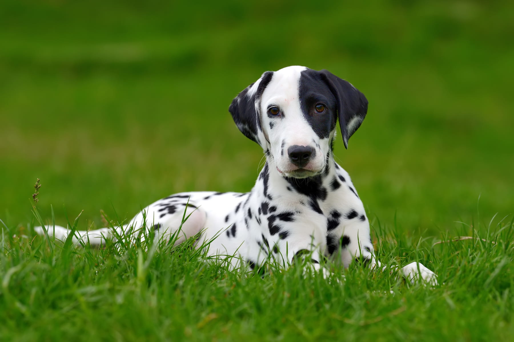 surgical laceratoin repair for dogs in Anderson SC from Walker Canine Care