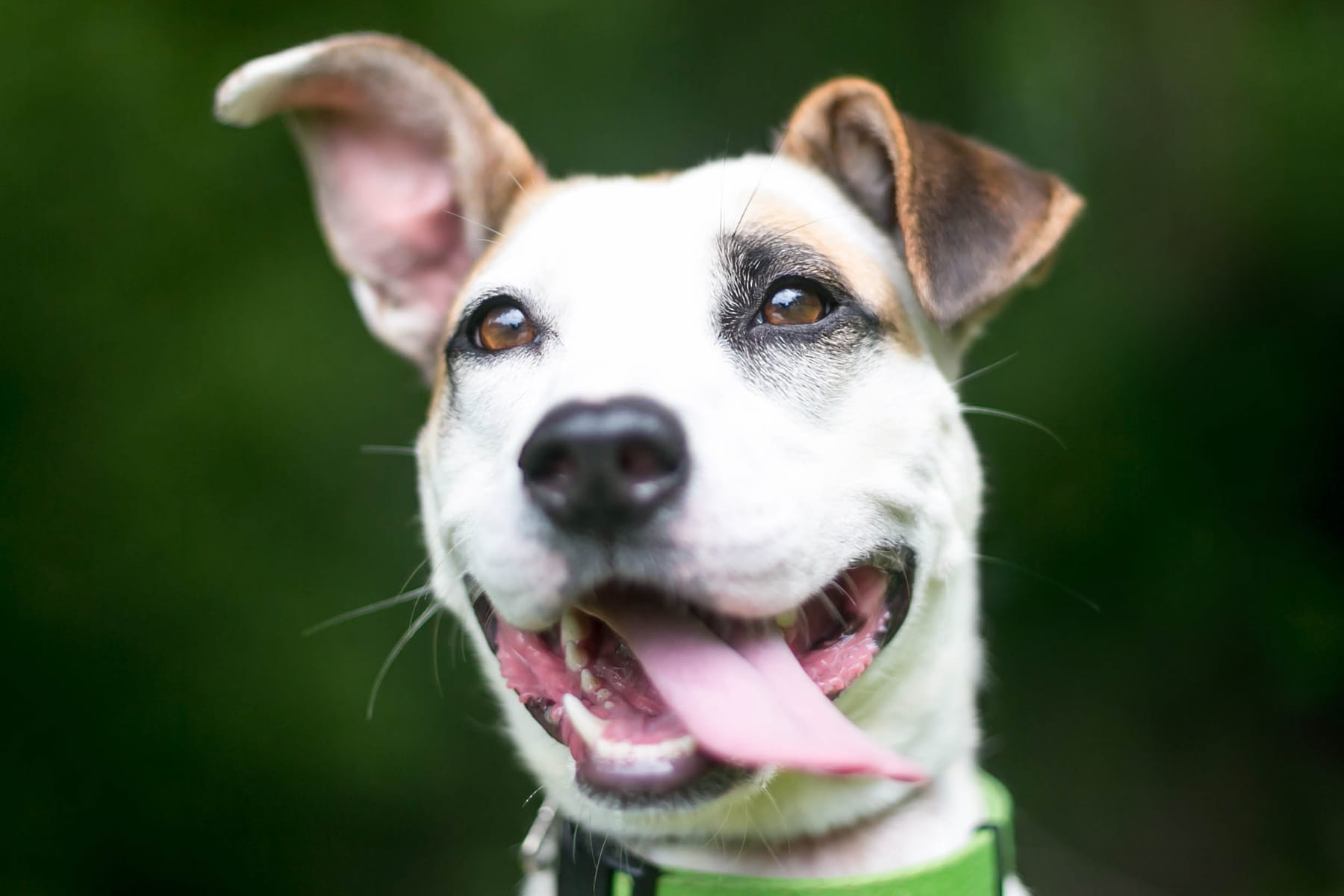 surgical removal of masses for dogs in Anderson SC from Walker Canine Care