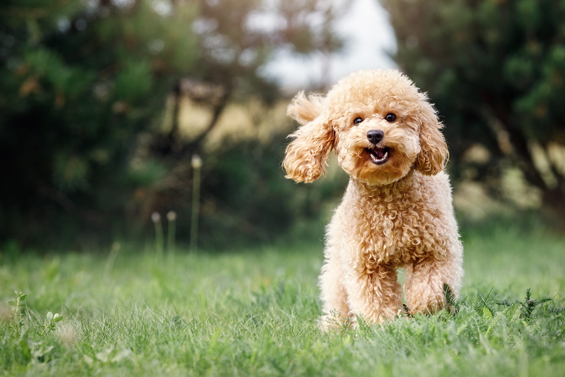 dental cleanings in dogs in Anderson SC from Walker Canine Care