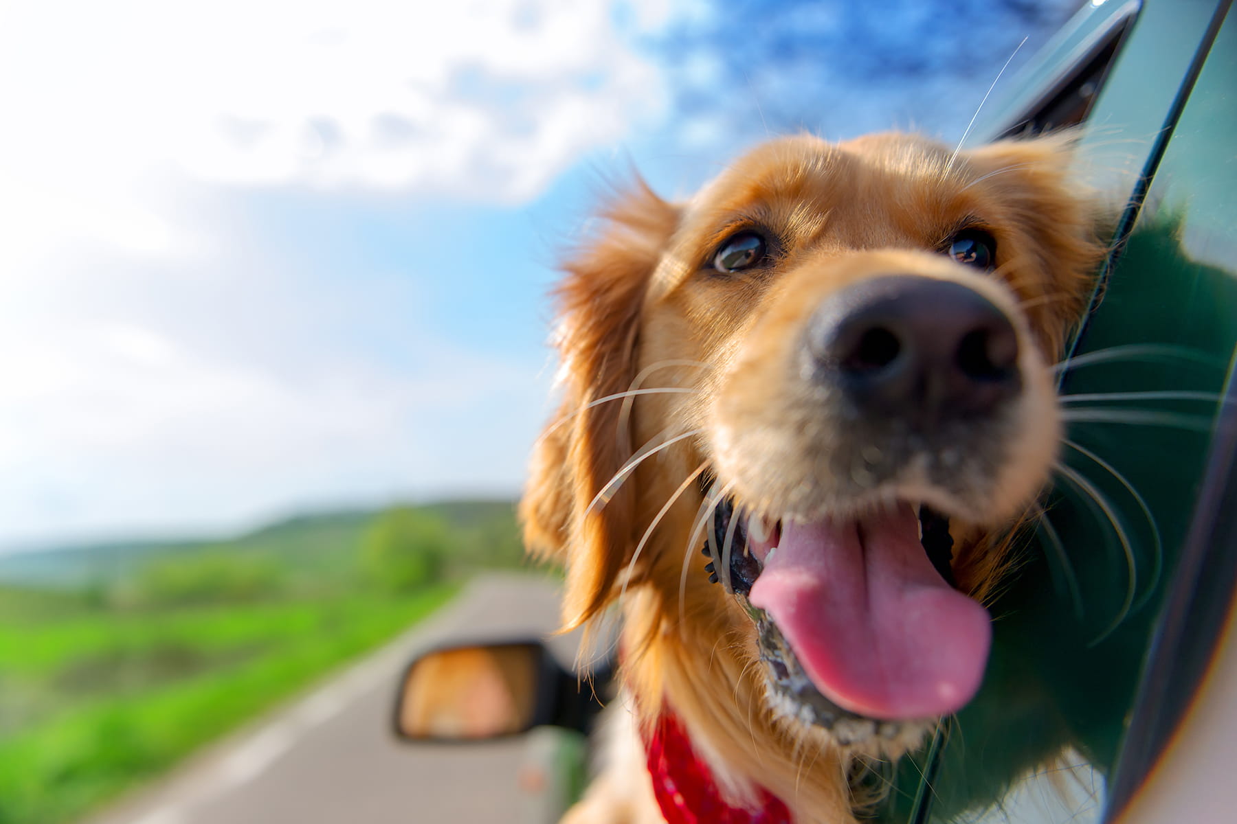 teeth cleanings in dogs in Anderson SC from Walker Canine Care