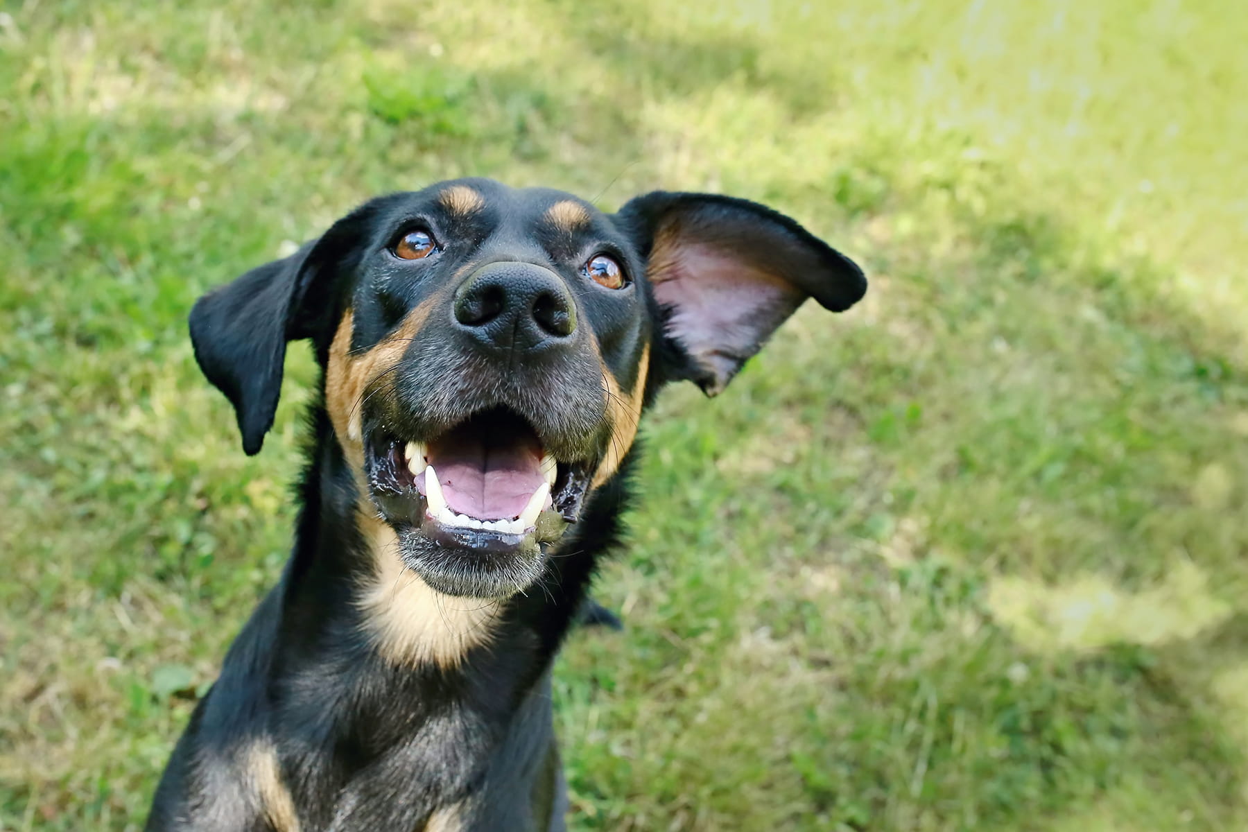 canine dental cleanings in Anderson SC from Walker Canine Care