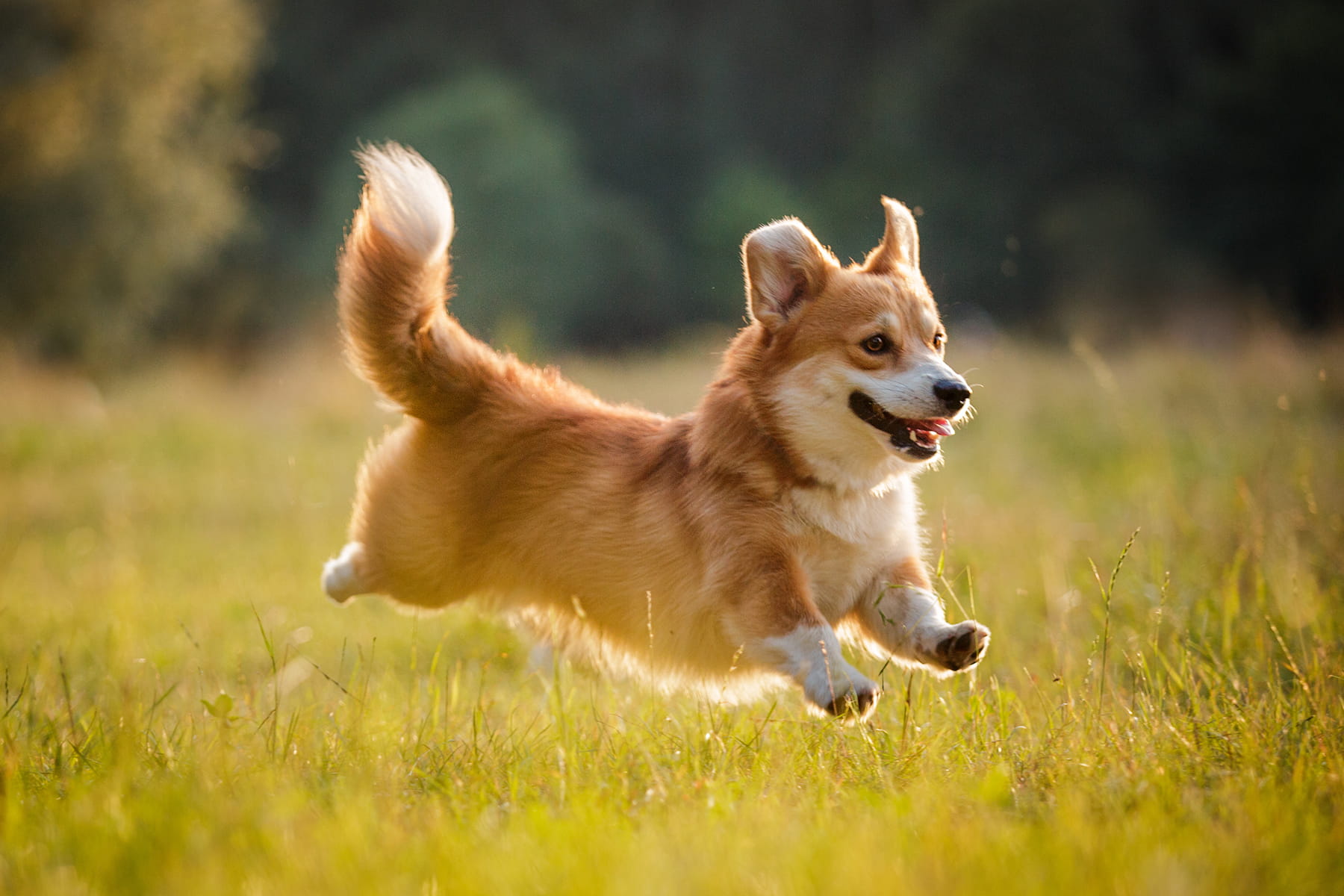 canine teeth cleanings in Anderson SC from Walker Canine Care