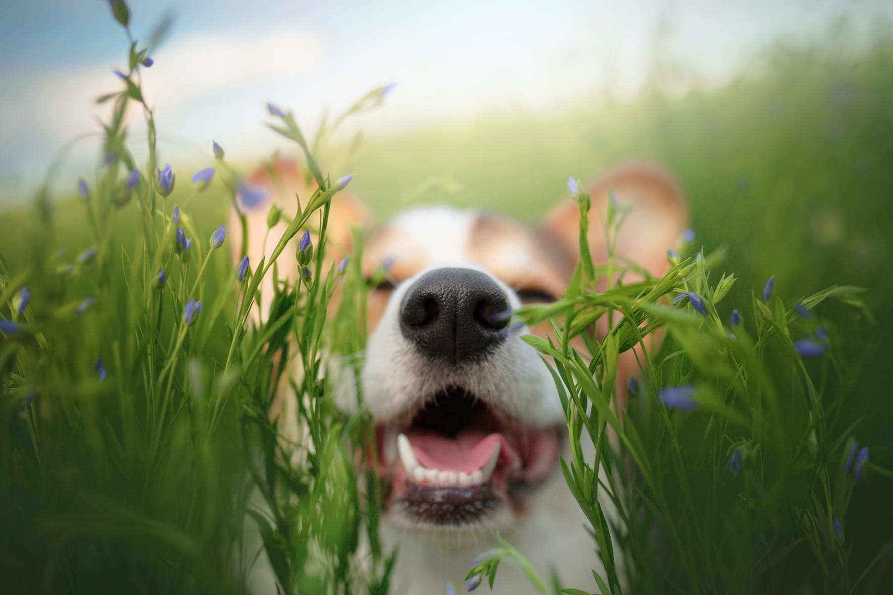 periodontal care for dogs in Anderson SC from Walker Canine Care