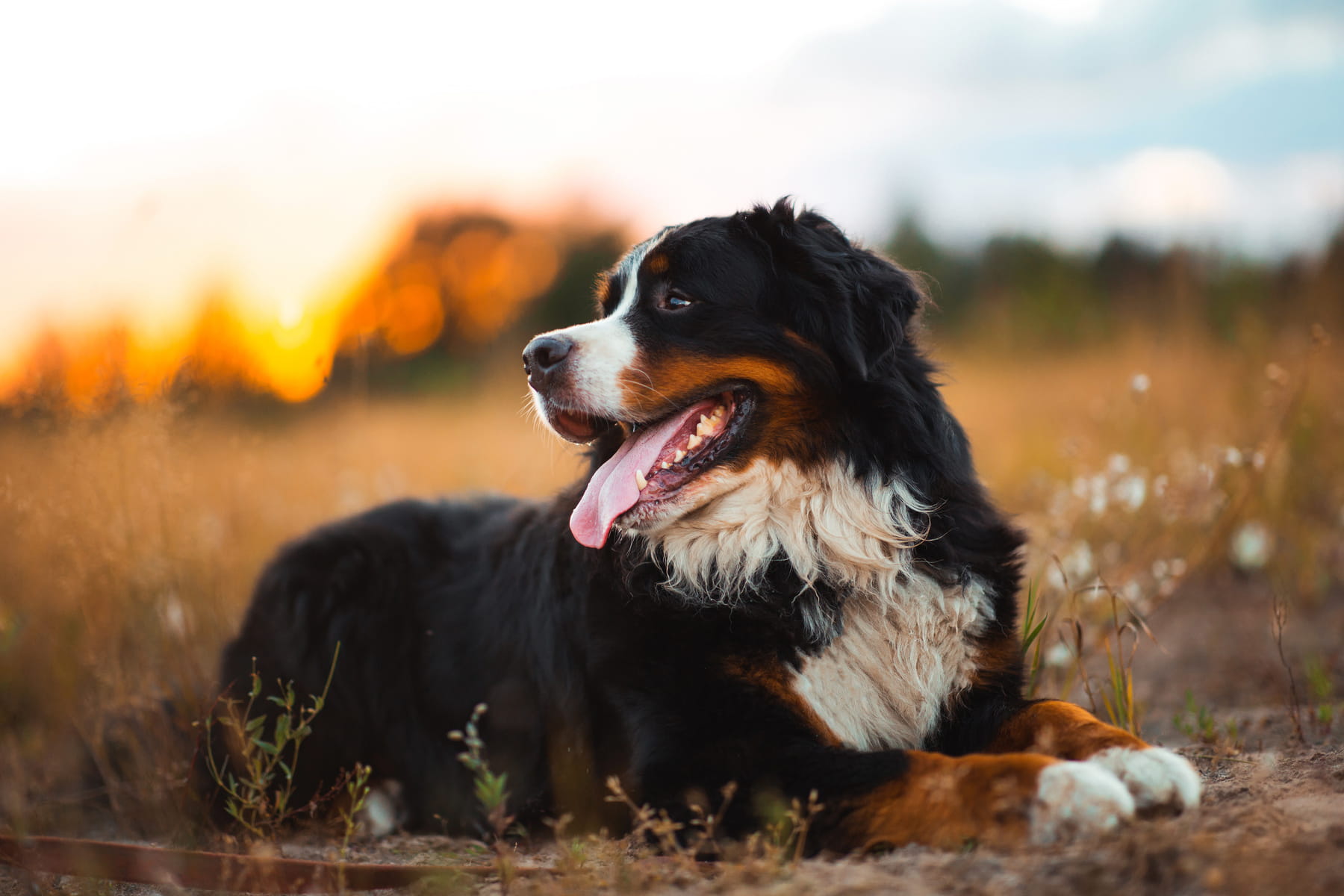 periodontal treatments for dogs in Anderson SC from Walker Canine Care