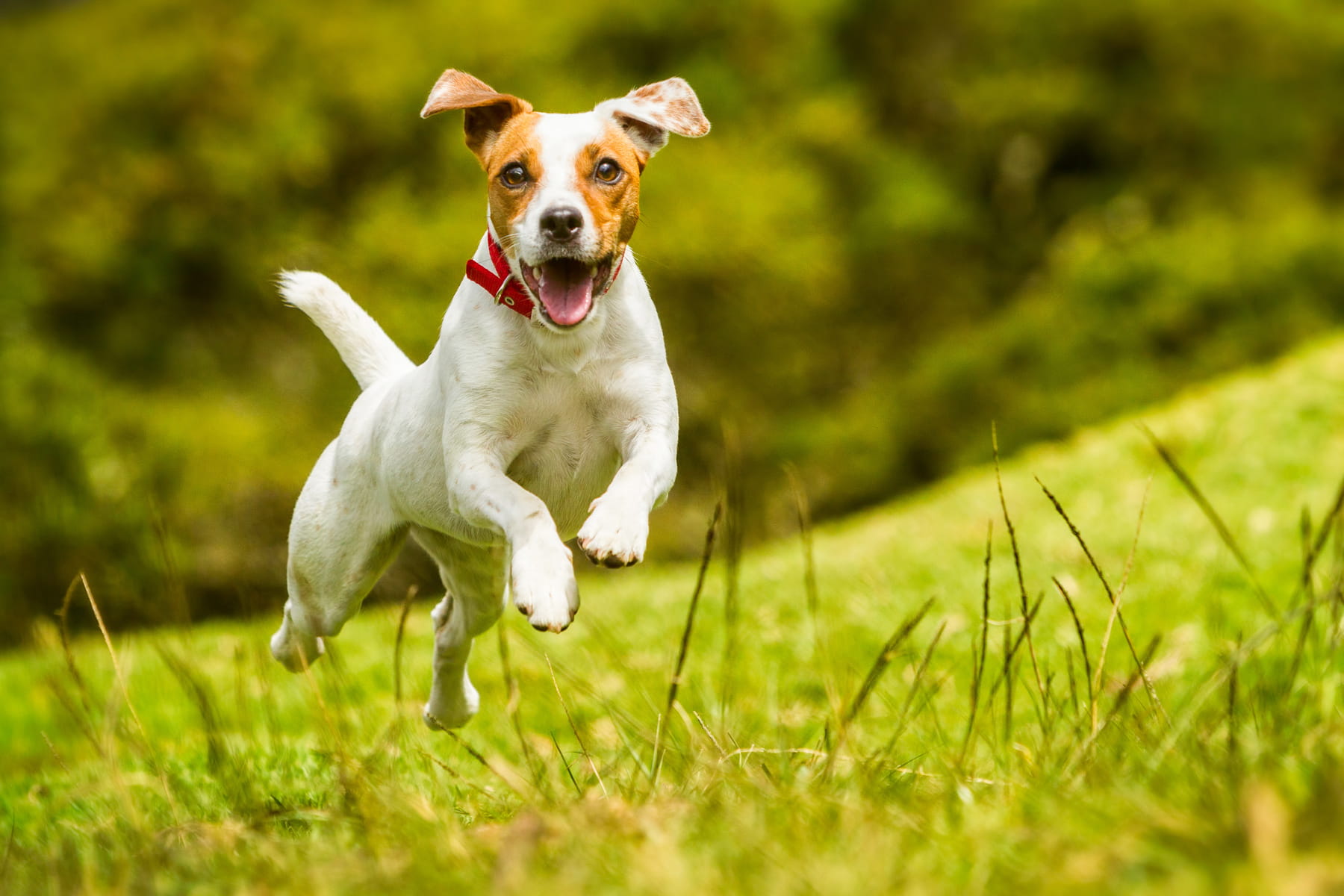 periodontics in Anderson SC from Walker Canine Care