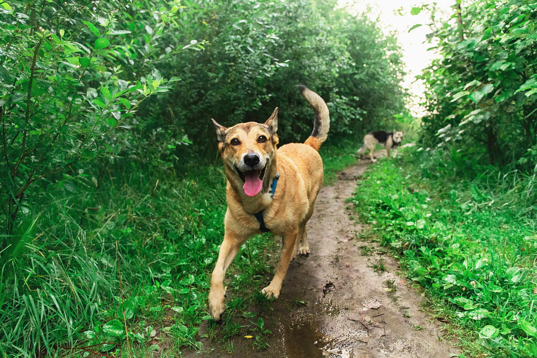 periodontal treatments canines in Anderson SC from Walker Canine Care