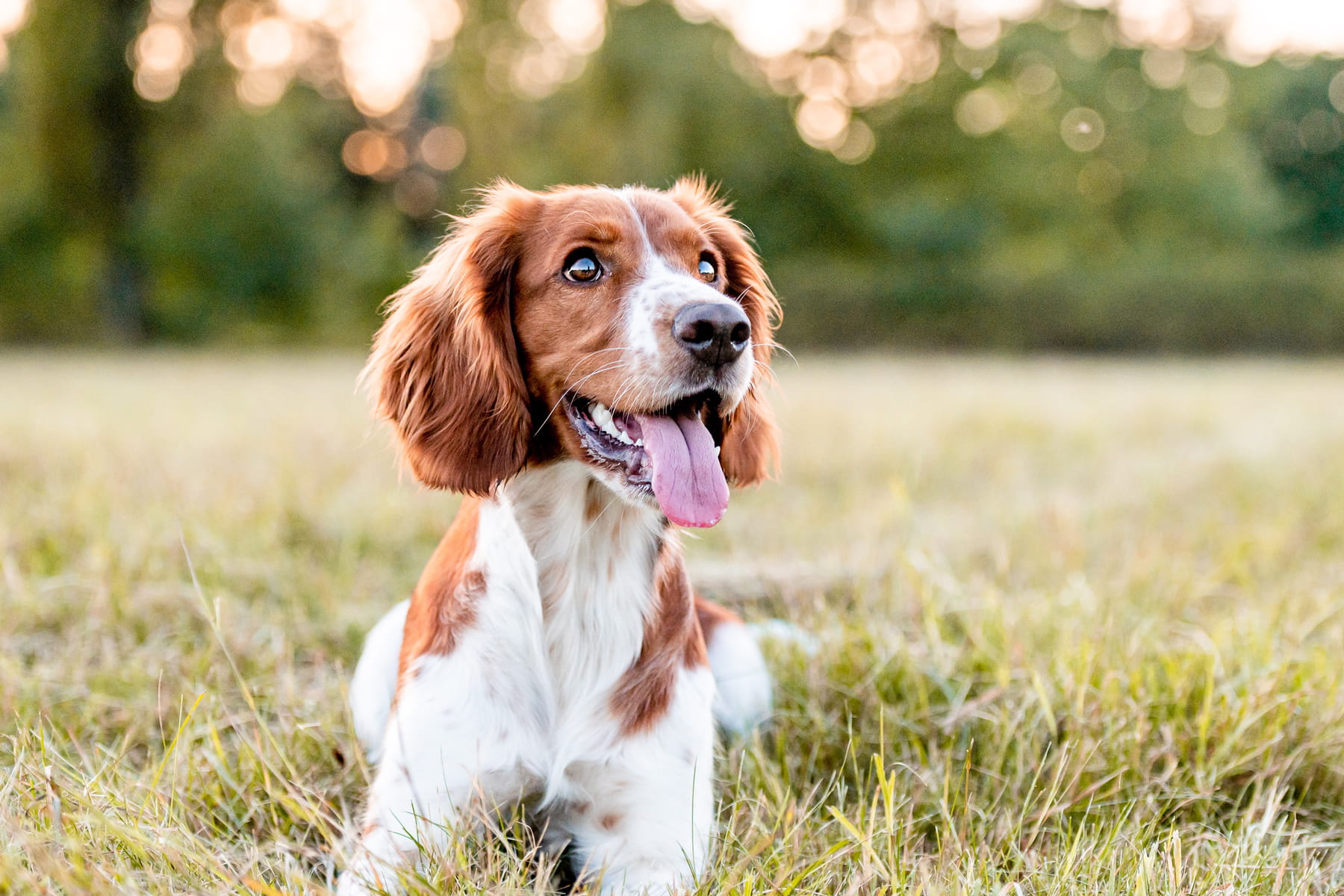 tooth extractions for dogs in Anderson SC from Walker Canine Care