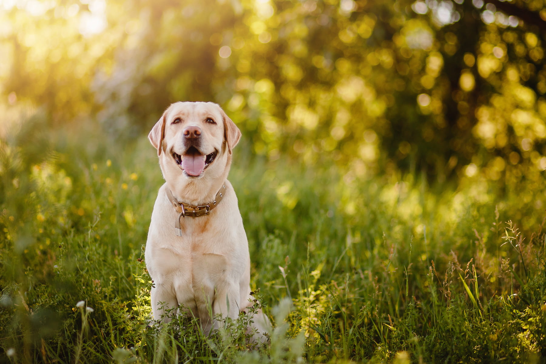 canine tooth extractions in Anderson SC from Walker Canine Care