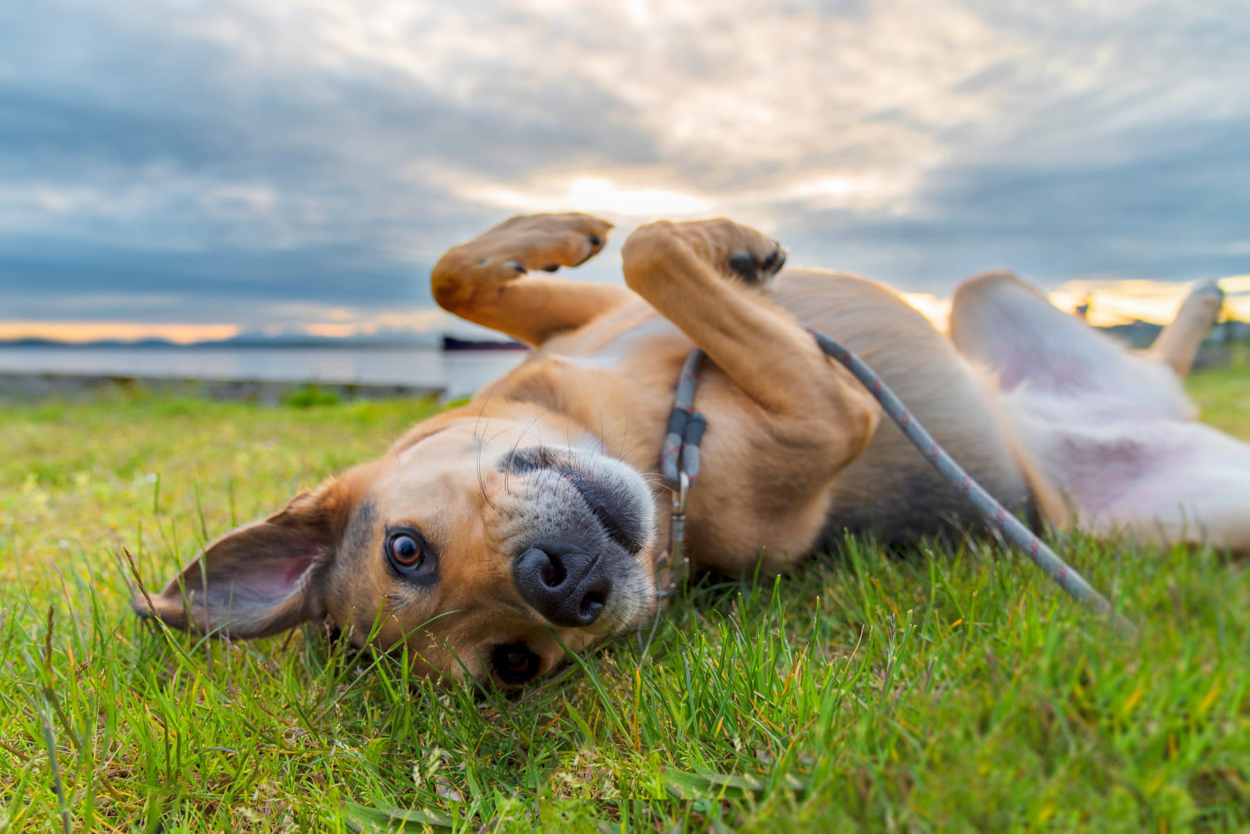 dog tooth extractions in Anderson SC from Walker Canine Care