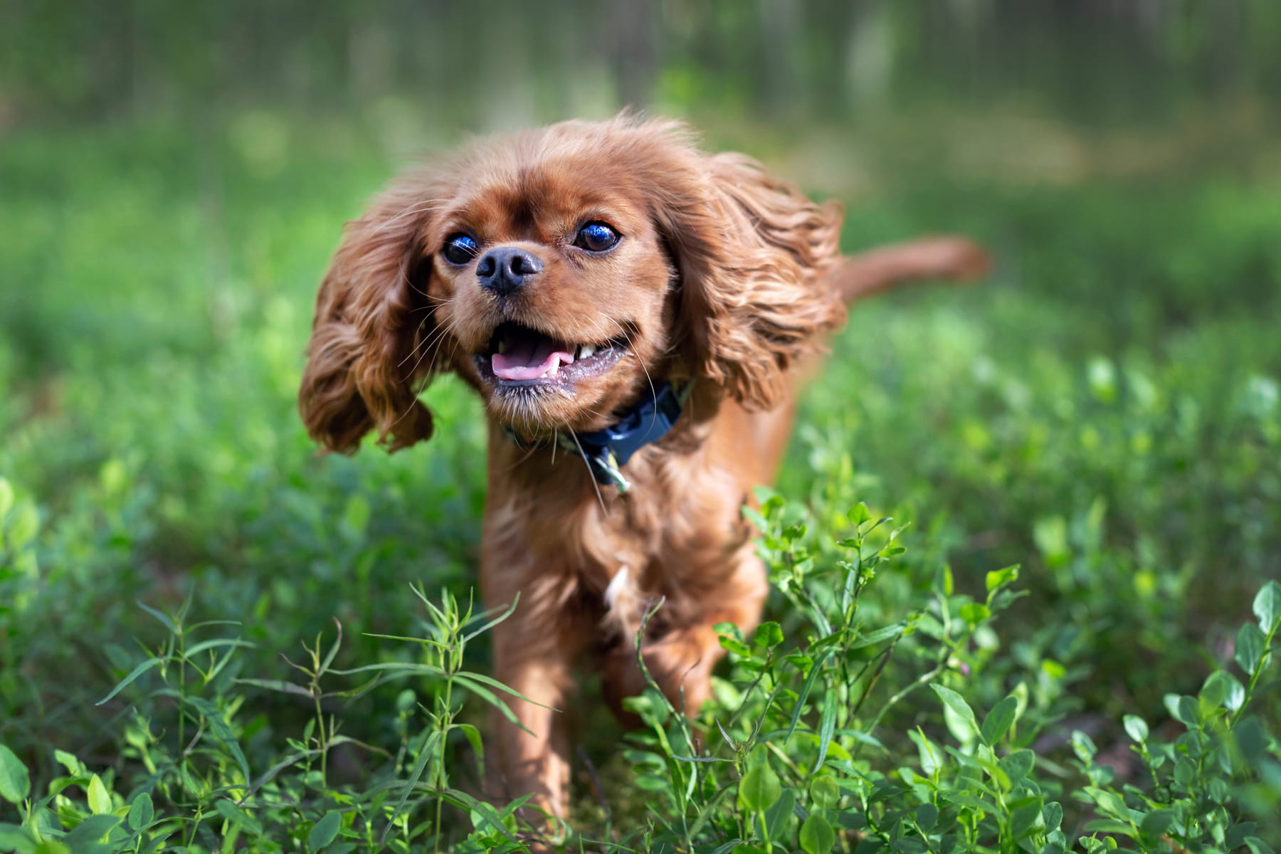 canine dental extractions in Anderson SC from Walker Canine Care